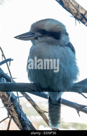 Ridendo Kookaburra, Dacelo novaeneuguineae Foto Stock