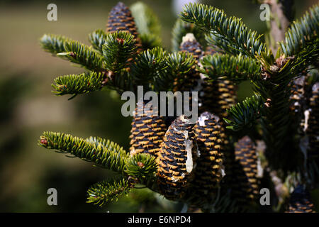 Vestenbergsgreuth, Germania. 28 Agosto, 2014. Coni da una pelliccia di Fraser (lat. Abies fraseri) durante un evento informazioni dall'Associazione tedesca di albero di Natale gli agricoltori di Vestenbergsgreuth, Germania, 28 agosto 2014. Foto: DAVID EBENER/dpa/Alamy Live News Foto Stock