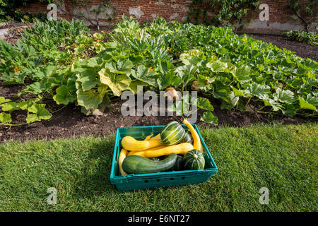 Un assortimento di squash e zucche prelevati da un organico raccolto vegetale. Foto Stock