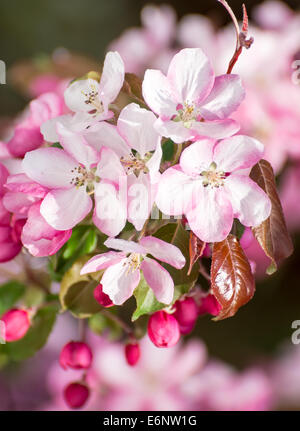 Rametto di fiori di fioritura melo Foto Stock