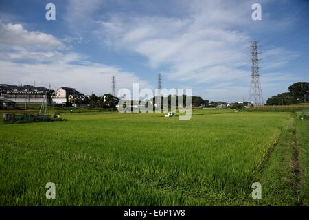 Campo di riso,Isehara,kanagawa, Giappone Foto Stock