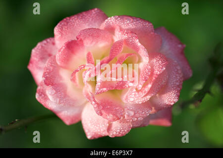 Coperti di rugiada rosa pallido rosa in mattina presto la luce del sole. Foto Stock