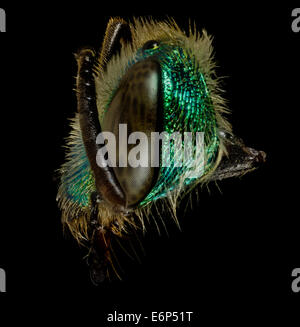 Agapostemon Splendens, un'ape verde metallizzata proveniente dal Maryland, viene catturata in una vista dettagliata a lato del viso, contribuendo agli studi sulla diversità delle api e al monitoraggio degli impollinatori. Foto Stock