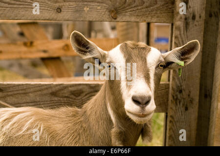 Capra aegagrus hircus. Capra addomesticati utilizzati per la produzione di latte in uno spettacolo agricolo. Foto Stock