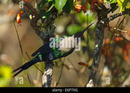 Malachite Sunbird (Nectarinia famosa), maschio in eclipse piumaggio Foto Stock