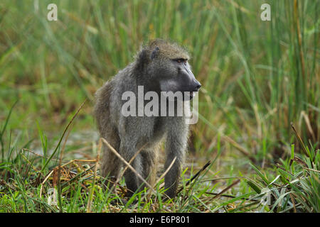 Chacma baboon (Papio ursinus), noto anche come il capo a guardare di babbuino Foto Stock