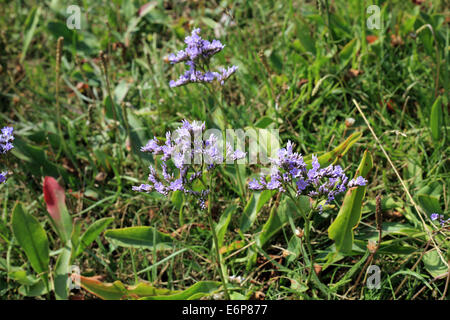 La lavanda marina sulla Baie de l'Authie, Fort Mahon Plage, Somme Picardia, Francia Foto Stock