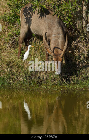 Ellipsen Waterbuck (Kobus ellipsiprymnus ssp. ellipsiprymnus), Comune Waterbuck, maschio con Airone guardabuoi (Bubulcus ibis), Foto Stock