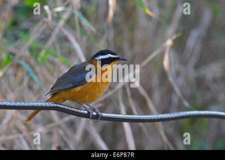 Bianco-browed Robin-Chat (Cossypha heuglini ssp. heuglini), Muscicapidae Foto Stock