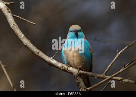 Blue Waxbill (Uraeginthus angolensis ssp. niassensis), maschio arroccato su ramoscello, Estrildidae Foto Stock
