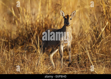 Cefalofo comune (Sylvicapra grimmia), Bush duiker Foto Stock