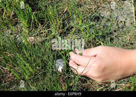 Picking samphire sulla Baie de l'Authie, Fort Mahon Plage, Somme Picardia, Francia Foto Stock