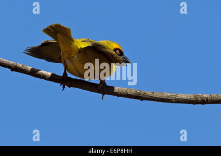 Visualizzazione Sud Tessitore mascherato (Ploceus velatus), maschio, Ploceidae Foto Stock