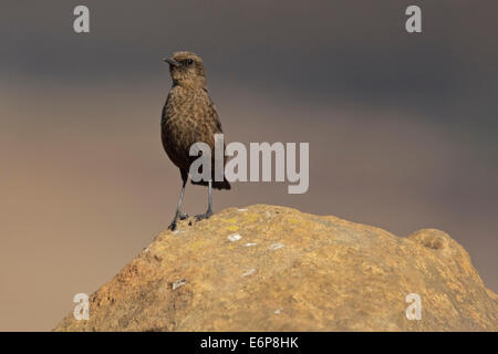 Anteater-Chat meridionale, Ant-eating Chat (Myrmecocichla formicivora), Muscicapidae Foto Stock