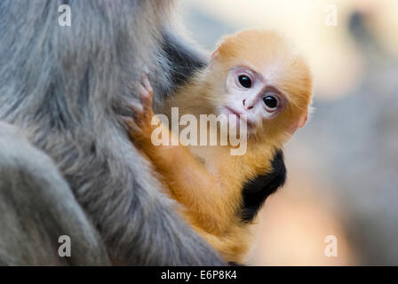 Una madre Dusky Leaf monkey e il suo bambino di colore giallo Foto Stock