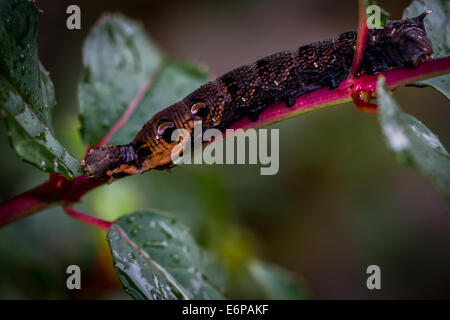 Elephant hawk moth larva (caterpillar) scendendo una pianta di fucsia mostra che è posteriore a gancio Foto Stock