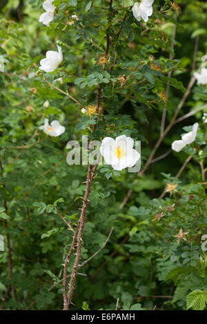 Campo Rose dal modo Middlewood vicino a Bollington cheshire england Foto Stock