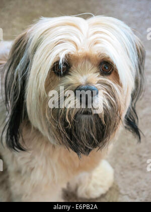 Pet Friendly cane, STATI UNITI D'AMERICA Foto Stock