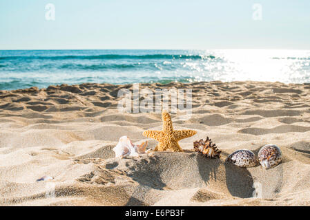 Conchiglie sulla spiaggia. Luce di sole. Cielo blu Foto Stock