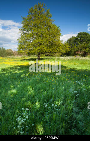 La flora di primavera di un watermeadow accanto al fiume Test a Stockbridge, Hampshire, Inghilterra. Foto Stock