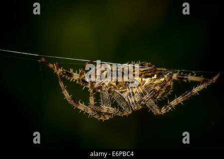 La fauna selvatica - Femmina del giardino europeo spider su un thread che mostra chiaramente epigyne, REGNO UNITO Foto Stock