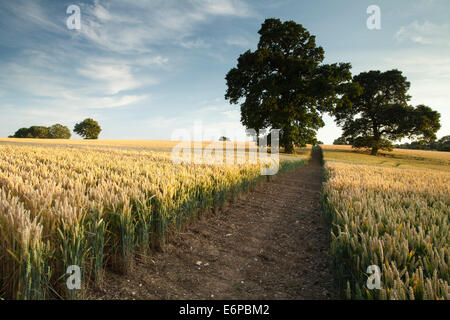 Un largo sentiero taglia attraverso un raccolto di grano stagionato in una serata estiva tra due antiche querce, Northamptonshire, Inghilterra Foto Stock