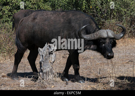 African Buffalo (Syncerus caffer) due maschi adulti, in esecuzione attraverso la via di Savannah, Sud Luangwa N. P., Zambia. Buffalo Camp, Foto Stock