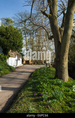 La molla crocus e narcisi crescente accanto a una stretta viuzza nel piccolo e pittoresco villaggio di Winwick, Northamptonshire, Inghilterra Foto Stock