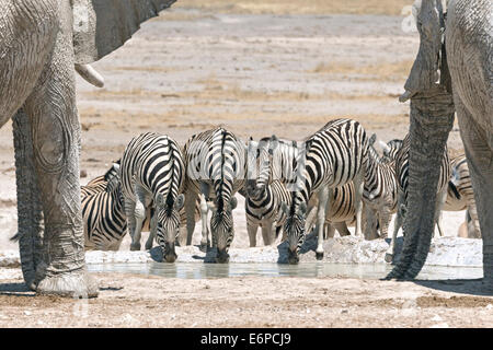 Burchellii zebras (Equus quagga burchellii) ed elefanti (Loxodonta africana) che bevono al Waterhole Etosha National Park, Namibia Foto Stock