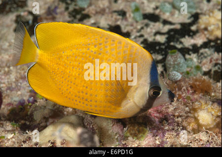 Blacklip butterflyfish nelle Maldive, Oceano Indiano Foto Stock