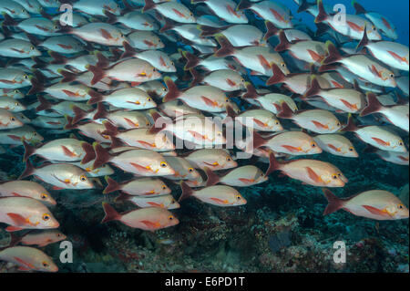 Humpback snapper nelle Maldive, Oceano Indiano Foto Stock