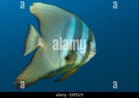 Teira batfish nelle Maldive, Oceano Indiano Foto Stock