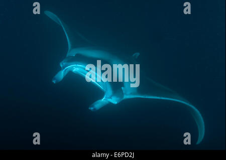 Giant manta ray l'assorbimento di plancton di notte nelle Maldive, Oceano Indiano Foto Stock