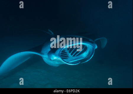 Giant manta ray l'assorbimento di plancton di notte nelle Maldive, Oceano Indiano Foto Stock