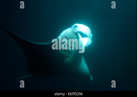 Giant manta ray l'assorbimento di plancton di notte nelle Maldive, Oceano Indiano Foto Stock