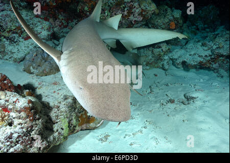 Bruno squalo nutrice nelle Maldive, Oceano Indiano Foto Stock