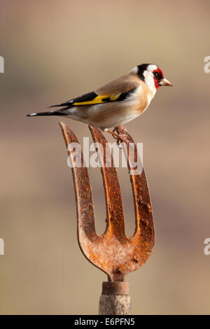 Un cardellino uccello appollaiato su un giardino arrugginito forcella Foto Stock