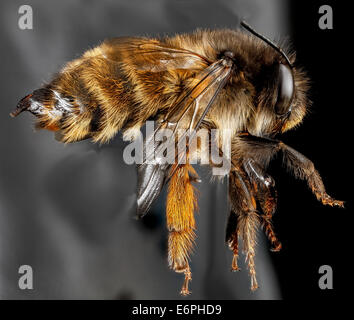 Anthophora plumipes, F, lato destro, NA 2013-04-19-142059 ZS PMax 8693017482 o specie introdotte dal Giappone ... ora si trovano in tutta l'area di Washington D.C....molto abbondanti e si prevede che possa propagarsi. Anthophora plumipes, F, lato destro, N.A 2013-04-19-14.20.59 Foto Stock