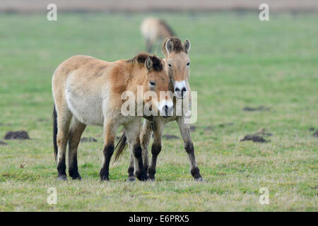 Di Przewalski cavalli (Equus ferus przewalskii), Emsland, Bassa Sassonia, Germania Foto Stock