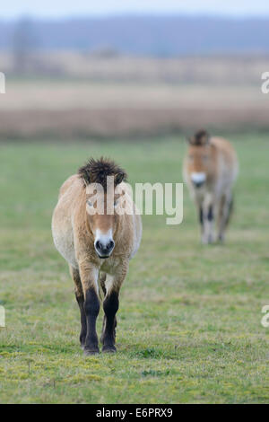 Di Przewalski cavalli (Equus ferus przewalskii), Emsland, Bassa Sassonia, Germania Foto Stock