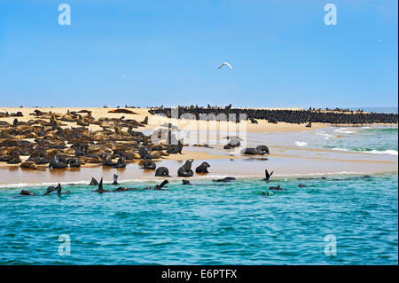 Capo le foche o marrone Foche (Arctocephalus pusillus) e comuni cormorano (Phalacrocorax carbo) su un banco di sabbia vicino Foto Stock