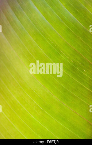 Colore verde brillante banana leaf, dal di sotto, struttura in foglia, dettaglio Foto Stock