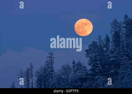 La luna piena che si innalzano per oltre un bosco invernale, Tirolo, Austria Foto Stock