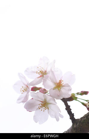 Fiori di ciliegio Foto Stock