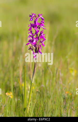 Orchis palustris ssp. robusta Orchis robusta Knabenkraut Robustes Foto Stock