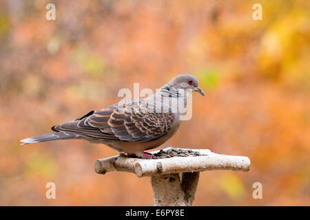 Piccione Foto Stock