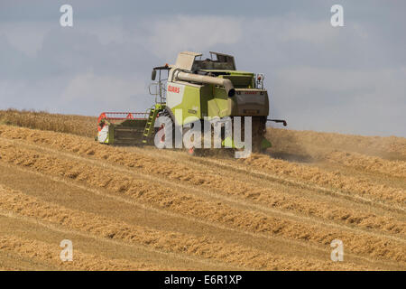 Claas mietitrebbia il raccolto di un campo di ben stagionati di orzo sul South Downs. Foto Stock