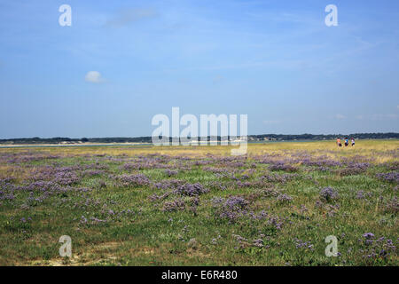 La lavanda marina sulla Baie de l'Authie, Fort Mahon Plage, Somme Picardia, Francia Foto Stock