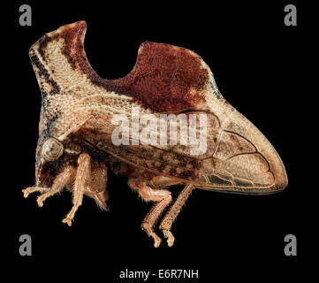 Foto ravvicinata della moschettone Keeled (Entylia carinata) di Upper Marlboro, Maryland. L'immagine mette in evidenza i suoi pozzi e le sue prominenze distintive, che sono le caratteristiche principali della sua anatomia. Foto Stock