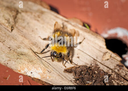 In prossimità di piccole Bumble Bee (Bombus) sul pezzo di legno Foto Stock